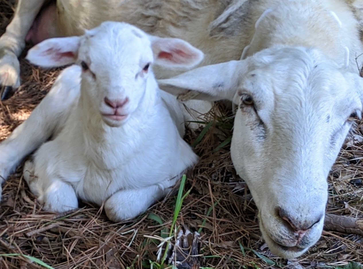 Lambwatch 2020!