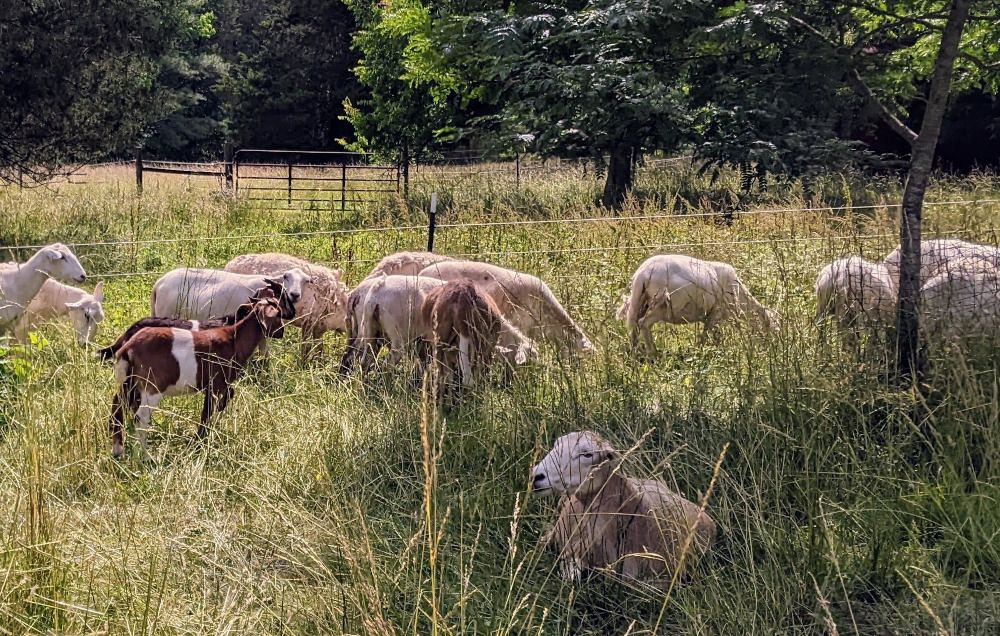 goats-sheep-mingling.smaller